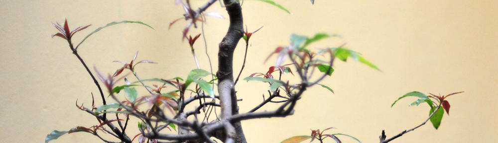 Crozz Communications